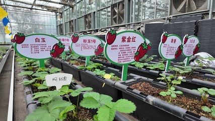 十二師農(nóng)業(yè)科學研究所 以科技創(chuàng)新推動農(nóng)業(yè)高質量發(fā)展